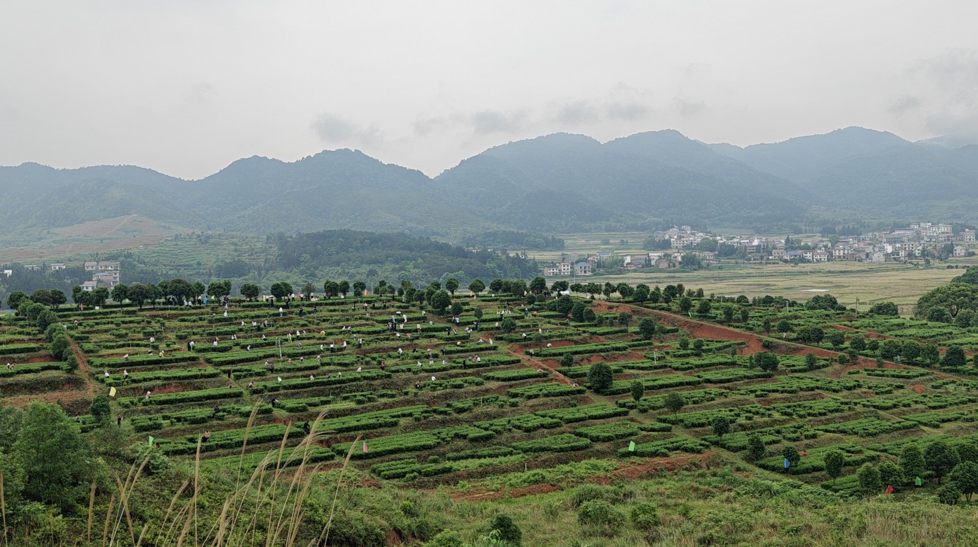 “茶上小飞燕”采茶活动（丁永盛摄）