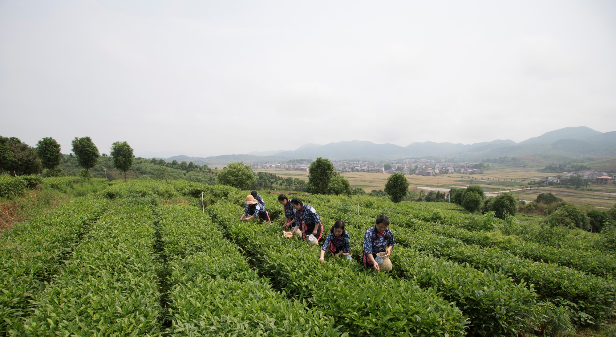 “茶上小飞燕”采茶活动（颜超摄）