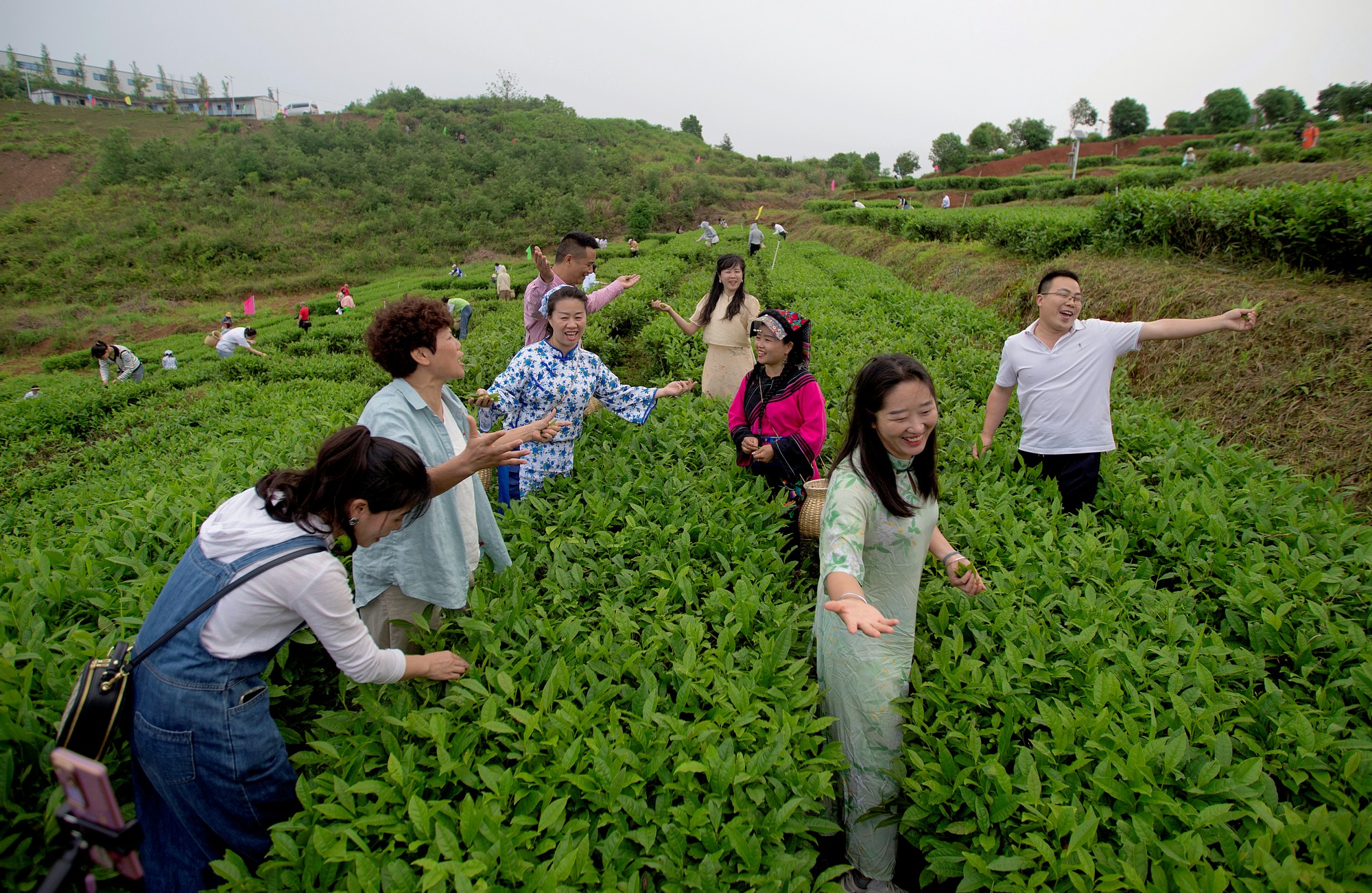 “茶上小飞燕”采茶活动（颜超摄）