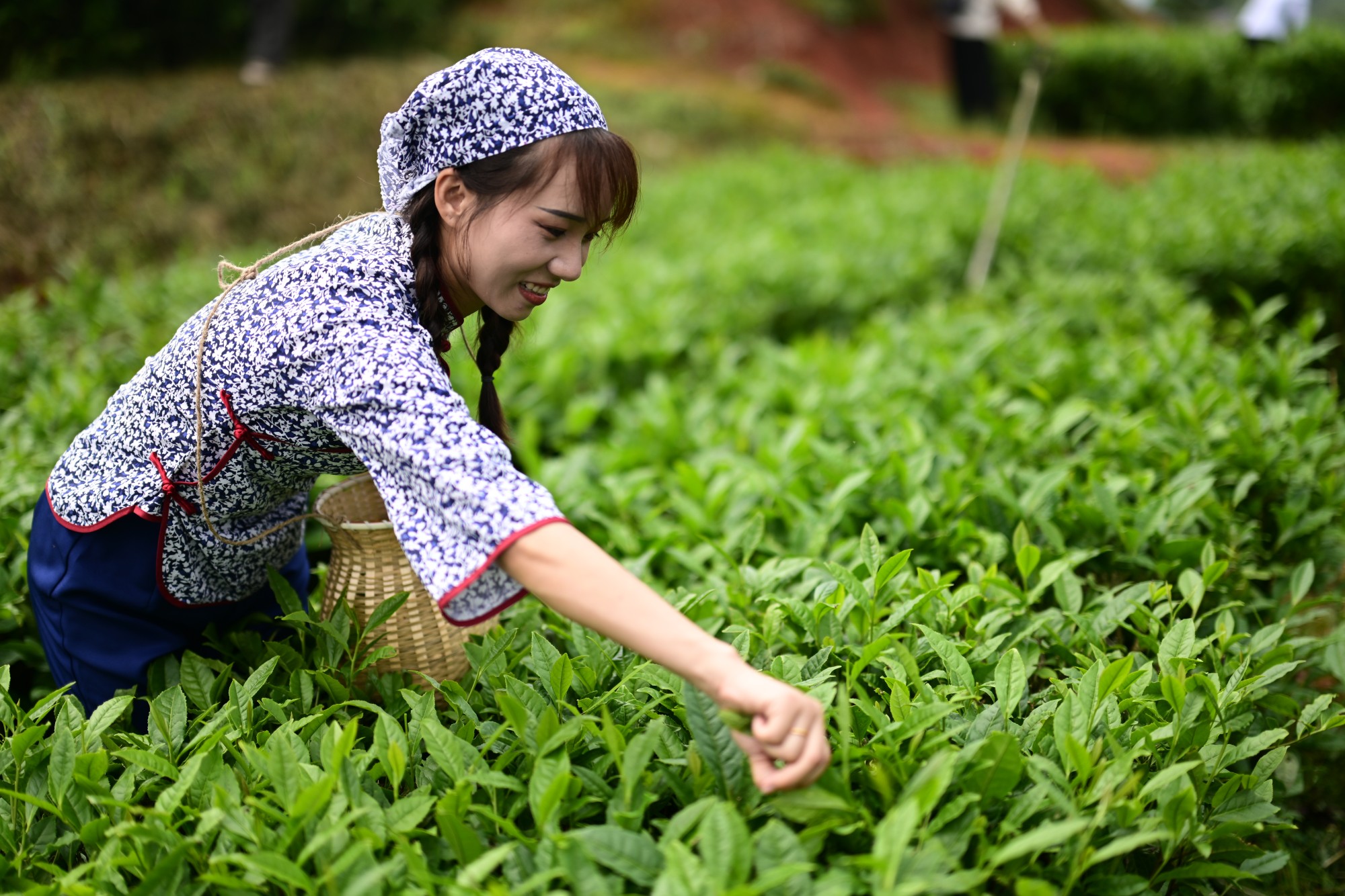 “茶上小飞燕”采茶活动（肖中伟摄）