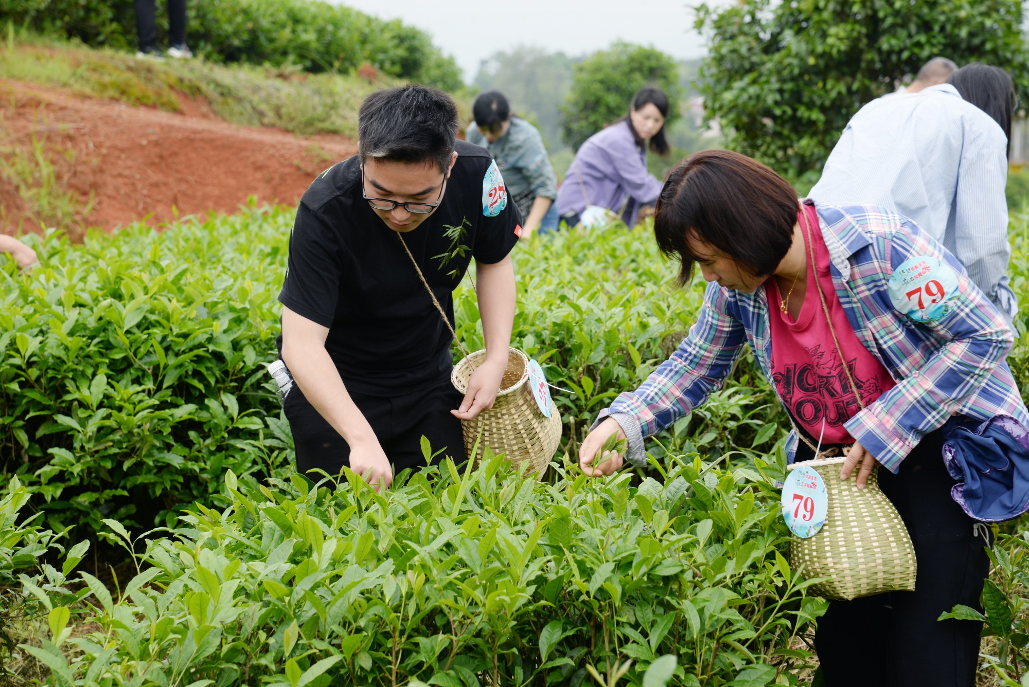 “茶上小飞燕”采茶活动（罗冬保摄）